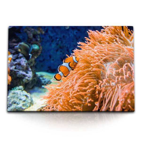Paul Sinus Art 120x80cm Wandbild auf Leinwand Clownfische Bunte Fische Korallenriff unter Wasser