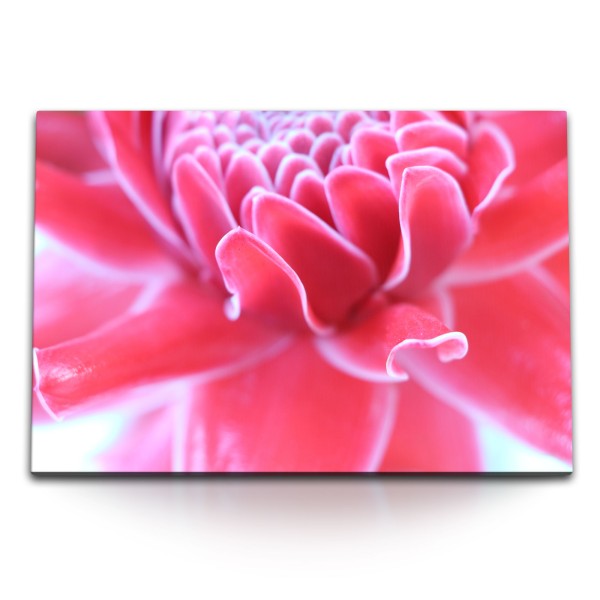 Paul Sinus Art 120x80cm Wandbild auf Leinwand Rosa Blume Blüte Sommer Nahaufnahme Fotokunst