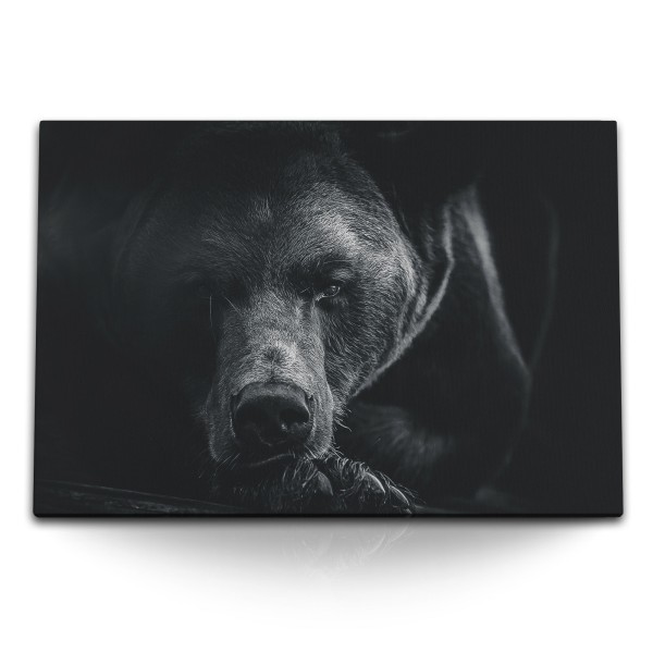 Paul Sinus Art 120x80cm Wandbild auf Leinwand Bär Braunbär Schwarz Tierfotografie Kunstvoll