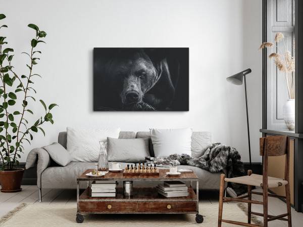 Paul Sinus Art 120x80cm Wandbild auf Leinwand Bär Braunbär Schwarz Tierfotografie Kunstvoll Neueste Mode