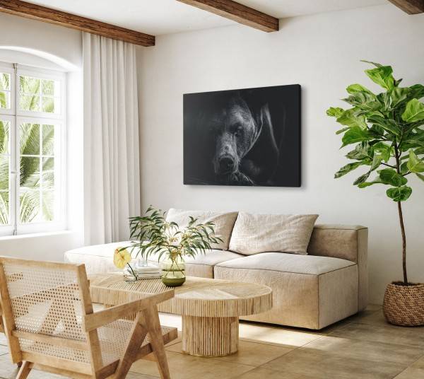 Paul Sinus Art 120x80cm Wandbild auf Leinwand Bär Braunbär Schwarz Tierfotografie Kunstvoll Neueste Mode