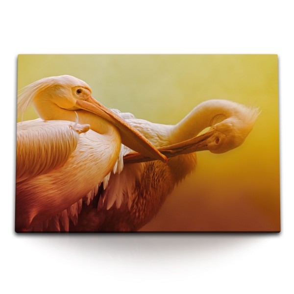 Paul Sinus Art 120x80cm Wandbild auf Leinwand Zwei Pelikane Tierfotografie Kunstvoll Orange