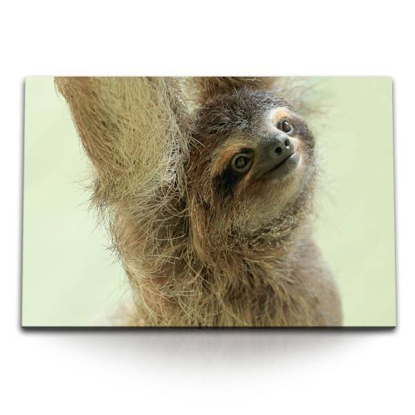 Paul Sinus Art 120x80cm Wandbild auf Leinwand Kleines Faultier Tierfotografie Lustig Faultierbaby