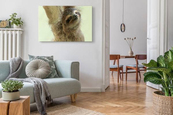 Paul Sinus Art 120x80cm Wandbild auf Leinwand Kleines Faultier Tierfotografie Lustig Faultierbaby Neuheiten