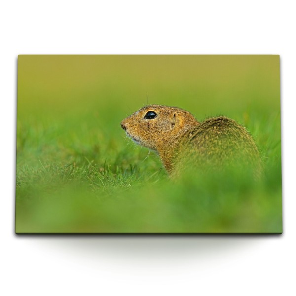 Paul Sinus Art 120x80cm Wandbild auf Leinwand Eichhörnchen Wiese Gras Natur Tierfotografie