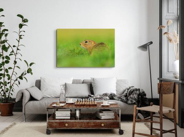 Paul Sinus Art 120x80cm Wandbild auf Leinwand Eichhörnchen Wiese Gras Natur Tierfotografie Bestseller