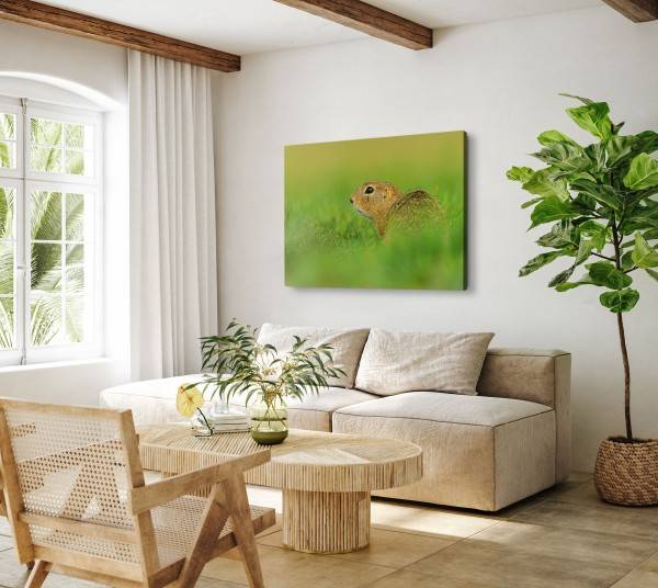 Paul Sinus Art 120x80cm Wandbild auf Leinwand Eichhörnchen Wiese Gras Natur Tierfotografie Bestseller