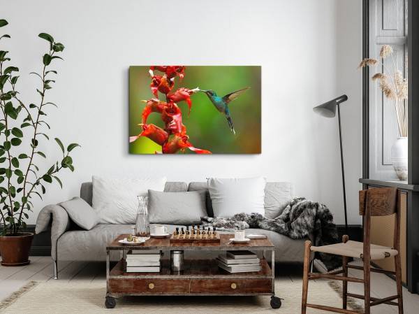 Paul Sinus Art 120x80cm Wandbild auf Leinwand Exotische Blume Regenwald Kolibri kleiner Vogel Saisonale Angebote