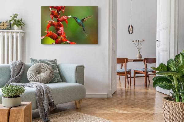 Paul Sinus Art 120x80cm Wandbild auf Leinwand Exotische Blume Regenwald Kolibri kleiner Vogel Saisonale Angebote