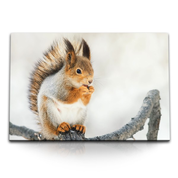 Paul Sinus Art 120x80cm Wandbild auf Leinwand Eichhörnchen auf Ast Tierfotografie Süß