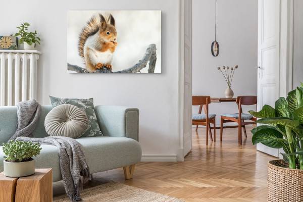 Paul Sinus Art 120x80cm Wandbild auf Leinwand Eichhörnchen auf Ast Tierfotografie Süß Kauf eins, bekomm eins gratis