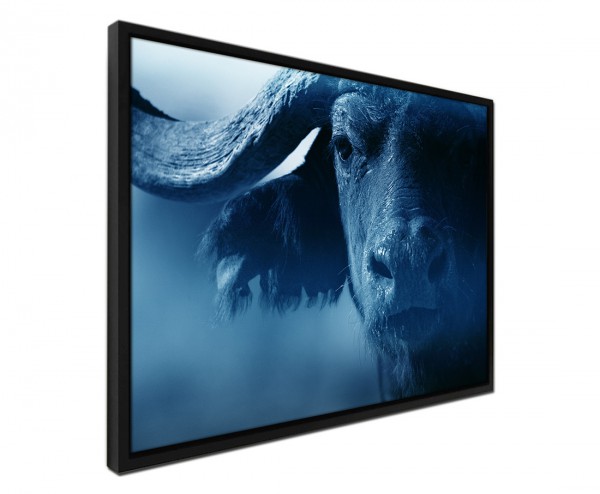 Paul Sinus Art 105x75cm Leinwandbild Petrol Portrait eines Büffels Tiefpreis