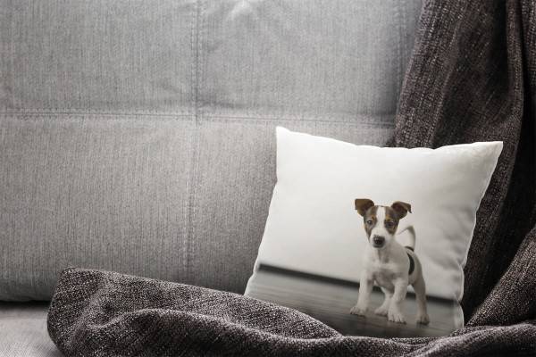 Paul Sinus Art Tiere, grau, braun, weiß, kleiner Wachhund Deko Kissen 40x40cm für Couch Sofa Lounge Zierkissen Kauf eins, bekomm eins gratis