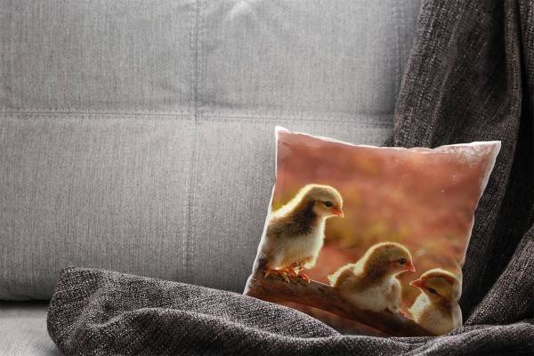 Paul Sinus Art Tiere, orange, Küken auf einem Ast, Nah Deko Kissen 40x40cm für Couch Sofa Lounge Zierkissen Angebote