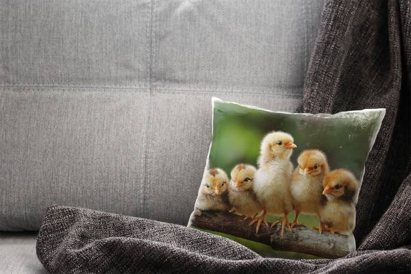Paul Sinus Art Tiere, gelb, grün, braun, Küken auf einem Ast, Nah Deko Kissen 40x40cm für Couch Sofa Lounge Zierkis Hotsell